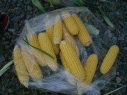 aaCIMG7319.jpg